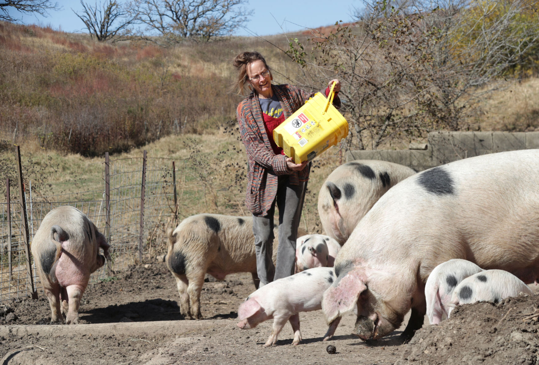 Pig farm